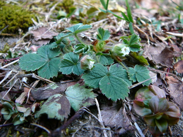 Erdbeer-Fingerkraut (Potentilla sterilis Februar 2011 Bombardier-Reise Wildhaus Schweiz 137