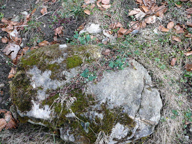 Erdbeer-Fingerkraut (Potentilla sterilis Februar 2011 Bombardier-Reise Wildhaus Schweiz 139