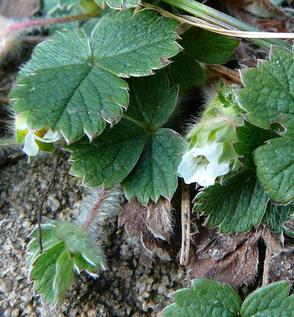 Erdbeer-Fingerkraut (Potentilla sterilis Februar 2011 Bombardier-Reise Wildhaus Schweiz 141