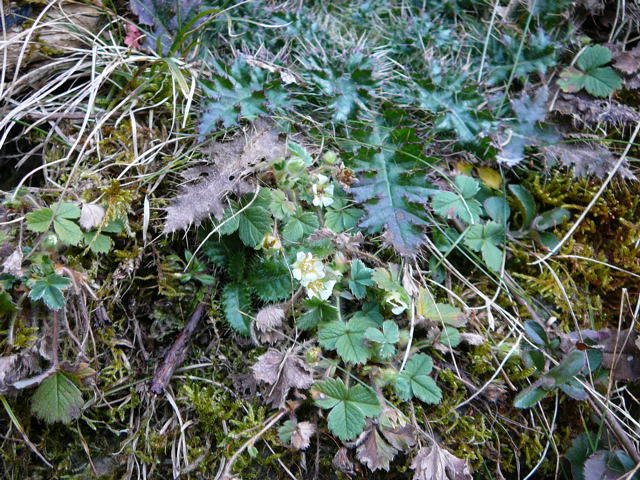 Erdbeer-Fingerkraut (Potentilla sterilis Februar 2011 Bombardier-Reise Wildhaus Schweiz 143
