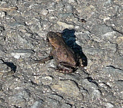 Erdkrte Juni 2008 Httenfeld Libelle 003