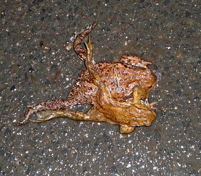 Erdkrte Mrz 2011 Amph.biotop, Holz Beckerschneise, Krten 117