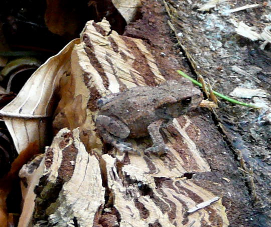 Erdkrte Sep 2008 Pilze Huett-Insekten 006