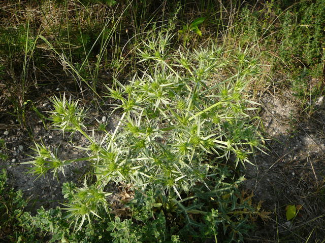 Feld-Mannstreu (Eryngium campestre) Juli 2010 Radtour zu Viernheimer Glockenbuckel Feldmannstreu 102