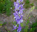 Feld-Rittersporn kl.