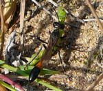 Feld-Sandwespe Ammophilia cf. campestris kl