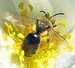 Flaum-Sandbiene (Andrena nitida) kl.