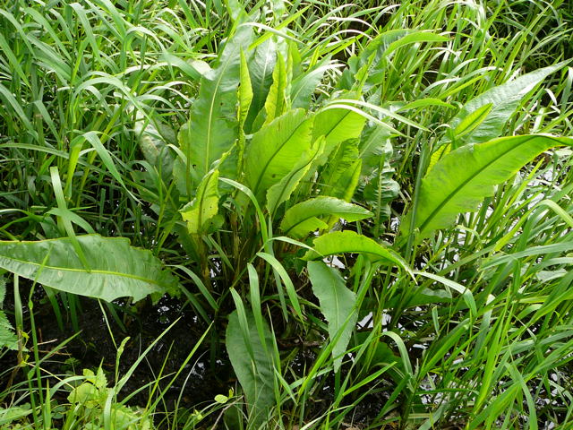 Fluss-Ampfer (Rumex hydrolapathum) Mai 2010 Huett Insekten Graben hinter Friedhof 043