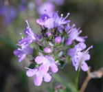 Frhblhender Thymian Thymus praecox  kl.