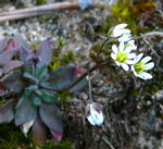 Frhlings-Hungerblmchen Erophila verna kl.
