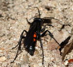 Frhlings-Wegwespe (Anoplius viaticust) kl.