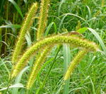 Fuchsrote Borstenhirse kl.