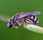 Furchenbiene Lasioglossum cf. leucozonium kl.