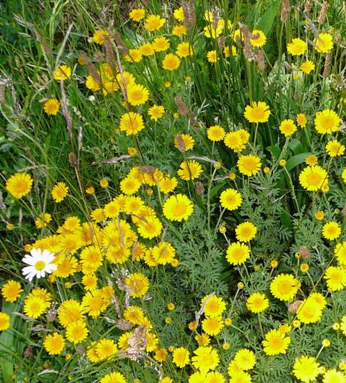 G Frberkamille Juni 2007 Feudenheim 087