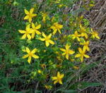 G Johanniskraut1 kl.