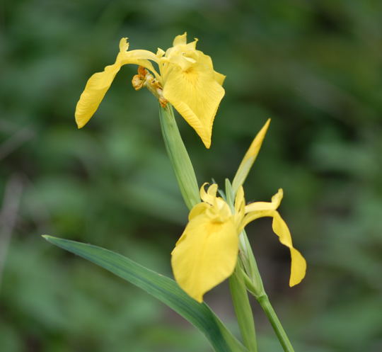 G Wasser-Schwertlilie Mai 2008 Naturschutzgebiet LA Biedensand 036