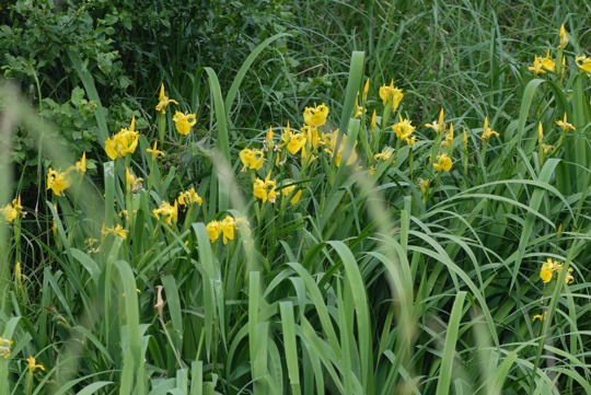 G Wasser-Schwertlilie Nikon 2008 (Dez07..Mai08) Wildblumen, Schmetterlinge 154