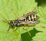 Gallische Feldwespe kl.1