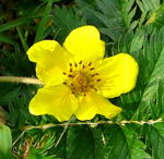 Gnse-Fingerkraut kl.