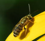 Gebnderte Furchenbiene Halictus cf. tumulorum kl.