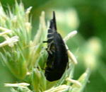 Gebnderte Stachelkfer (Variimorda villosa) kl.