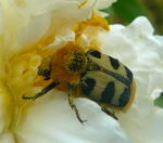 Gebnderter Pinselkfer kl.