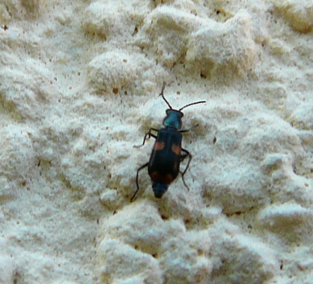 Gebnderter Warzenkfer  Anthocomus fasciatus Mai 2010 Huett Schleuse und Garten 031