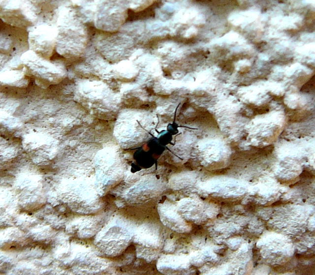 Gebnderter Warzenkfer  Anthocomus fasciatus Mai 2010 Huett Schleuse und Garten 032