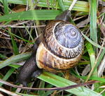 Gefleckte Schnirkelschnecke kl.