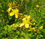 Geflecktem Johanniskraut (Hypericum maculatum) kl.