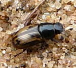 Gefleckter Dungkfer (Aphodius distinctus) kl.