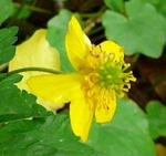 Gelbes Windrschen kl.