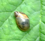 Gemeine Bernsteinschnecke kl.1