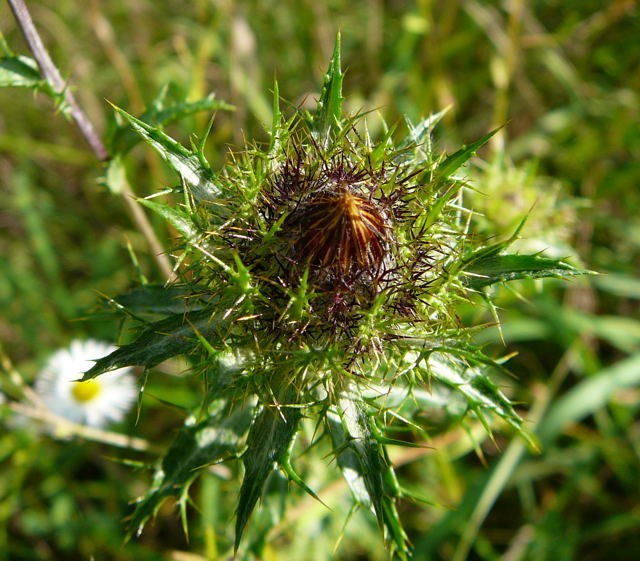 Gemeine Golddistel (Carlina vulgaris) Sept 2010 Viernheimer Glockenbuckel Blumen 069