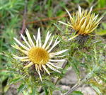 Gemeine Golddistel kl.