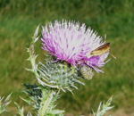 Gemeine Kratzdistel kl.