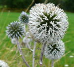 Gemeine Kugeldistel  Echinops sphaerocephalus kl.