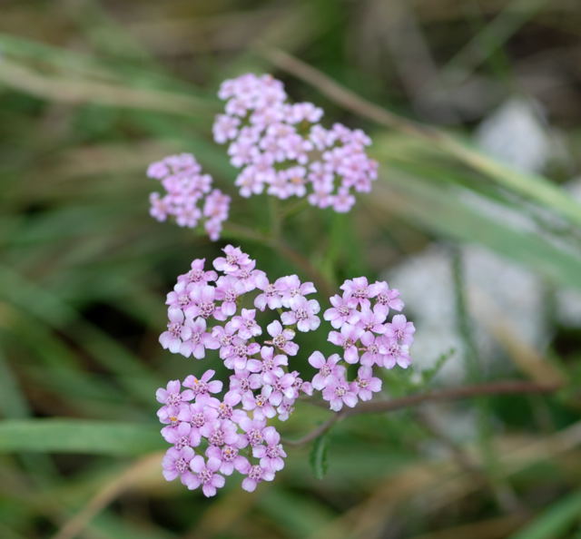 Gemeine Schafgarbe Achillea millefolium Juli 2008 Wildblumen & Schmetterlinge Huett 004