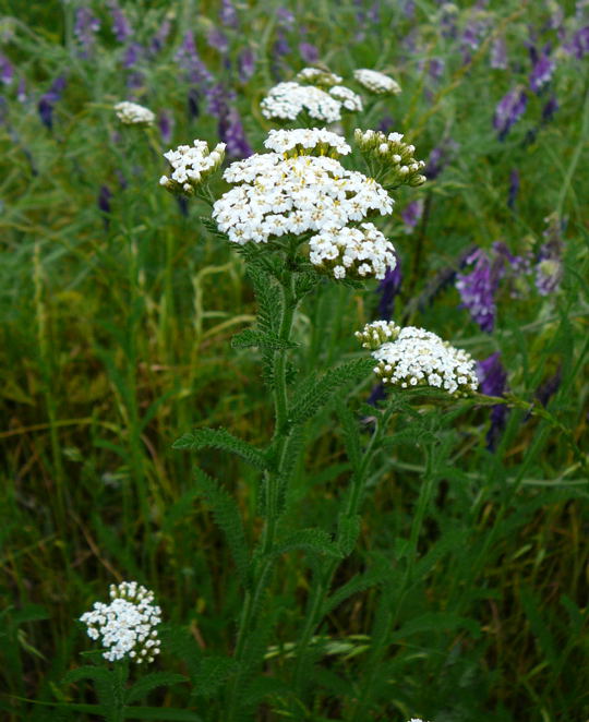 Gemeine Schafgarbe Mai 2008 Viernheimer Wald 018