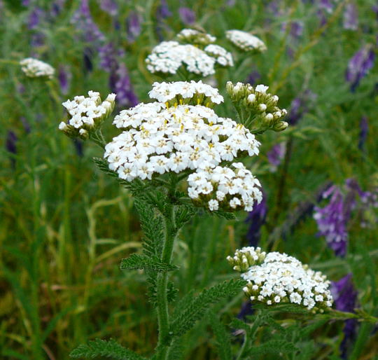 Gemeine Schafgarbe Mai 2008 Viernheimer Wald 018a