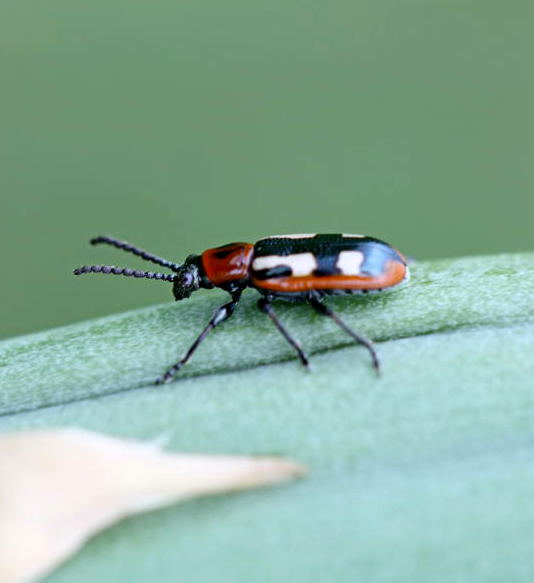 Gemeine Spargelhähnchen (Crioceris asparagi)-Brachacker-16.05.09-1-N Gemeine Spargelhähnchen (Crioceris asparagi)-Brachacker-16.05.09-1-N