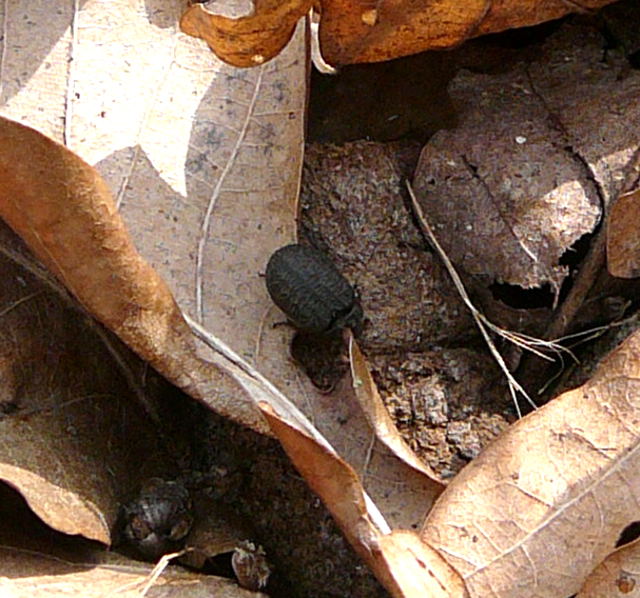 Gemeine Staubkäfer (Opatrum sabulosum) April 09 Insekten & Wildblumen Hütt 022 Gemeine Staubkäfer (Opatrum sabulosum) April 09 Insekten & Wildblumen Hütt 022