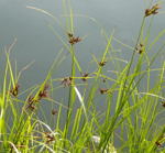 Gemeine Strandsimse kl.