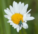 Gemeine Wucherblume kl.