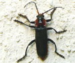 Gemeinen Weichkfer (Cantharis fusca kl.