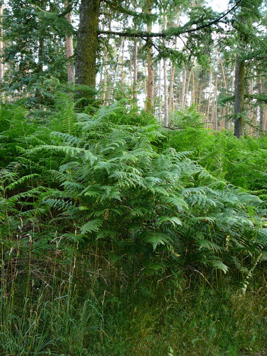 Gemeiner Adlerfarn. Pteridium aquilinum Juni 2008 Wildblumen & Landstrasse Huett 011