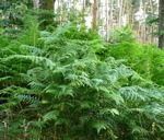 Gemeiner Adlerfarn. Pteridium aquilinum kl.