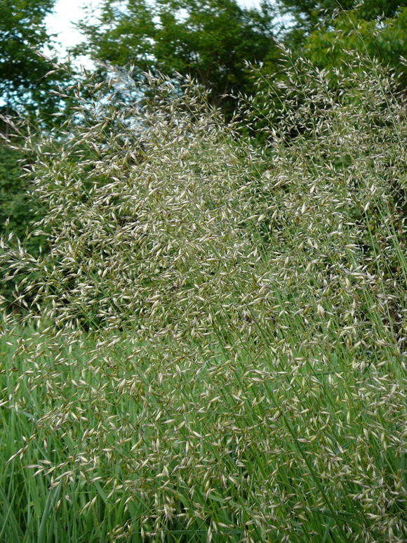 Gemeiner Glatthafer (Arrhenatherum elatius Mai 2011 Httenfeld Graben am Sportplatz 085