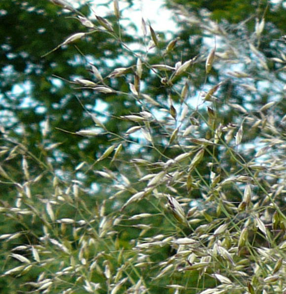 Gemeiner Glatthafer (Arrhenatherum elatius) Mai 2011 Httenfeld Graben am Sportplatz 085gro