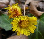 Gemeiner Huflattich kl.